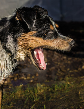 Dog Yawn