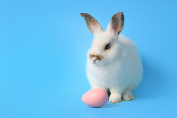 Happy white bunny rabbit with painted pink Easter egg on blue background. Celebrate Easter holiday and spring coming concept.