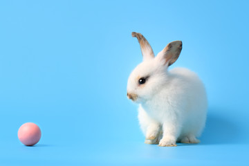 Happy white bunny rabbit with painted pink Easter egg on blue background. Celebrate Easter holiday and spring coming concept.