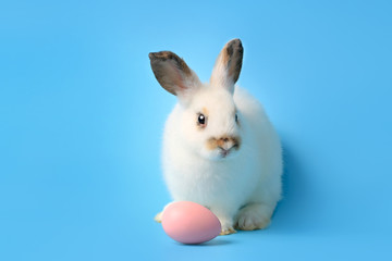 Naklejka na ściany i meble Happy white bunny rabbit with painted pink Easter egg on blue background. Celebrate Easter holiday and spring coming concept.