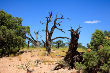 Utah / USA - August 11, 2015: Island In The Sky Canyolands National Park landscape, Utah, USA
