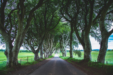 Fototapeta premium These are the trees of Ireland