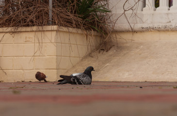A blue dove sits on the seafront