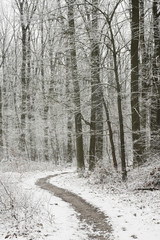 footpath in winter forest