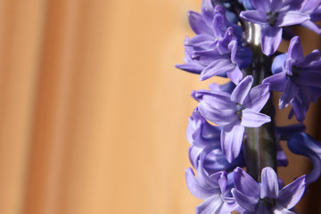 beautiful purple geocint fragrant flower