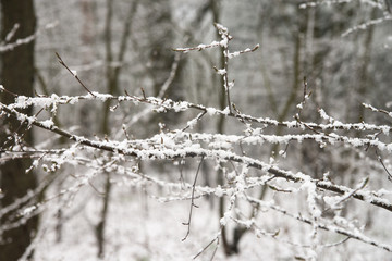 trees branches covered with snow