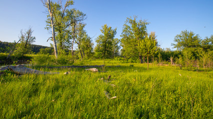 meadow at sunset in the evening in summer