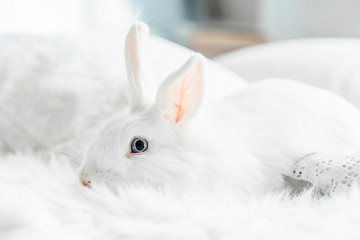 White fluffy easter bunny with blue eyes