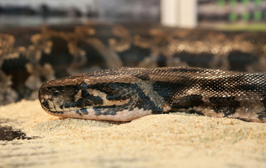 Python on the sand