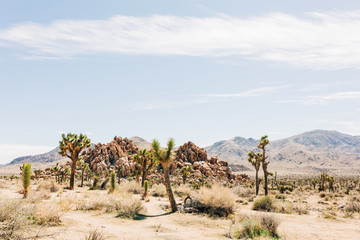 Desert Landscape