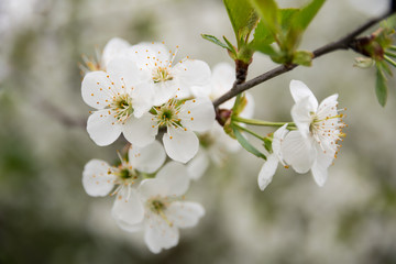 Springtide. Cherry branches with blossom. In the background are white flowering branches of trees