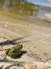 frog on the sand
