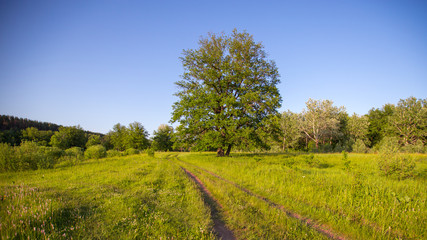 country road in a meadow in the evening in the rays of a sunset