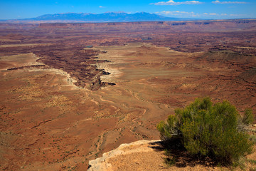 Fototapeta premium Utah / USA - August 11, 2015: Island In The Sky Canyolands National Park landscape, Utah, USA