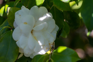 Flowers of white camellia japonica Alba plena