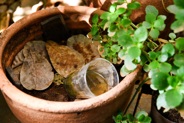 glass cup abandoned in a vase with stagnant water inside. close up view. mosquitoes in potential breeding ground.proliferation of aedes aegypti mosquitoes, dengue, chikungunya, zika virus..