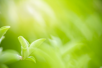 Close up of beautiful nature view green leaf on blurred greenery background under sunlight with bokeh and copy space using as background natural plants landscape, ecology wallpaper concept.