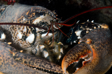 astice crostaceo