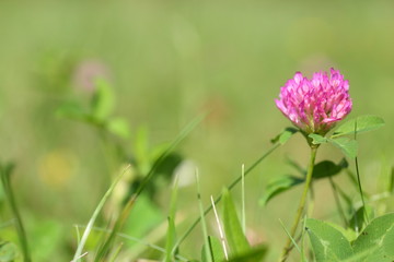 Flowers and plants in the meadow