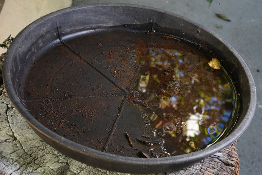plastic bowl abandoned in a vase with stagnant water inside. close up view. mosquitoes in potential breeding ground.proliferation of aedes aegypti mosquitoes, dengue, chikungunya, zika virus
