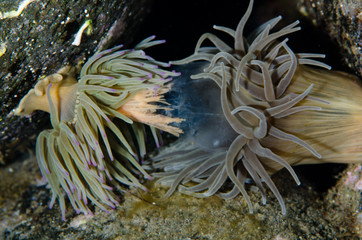 Fototapeta na wymiar anemone