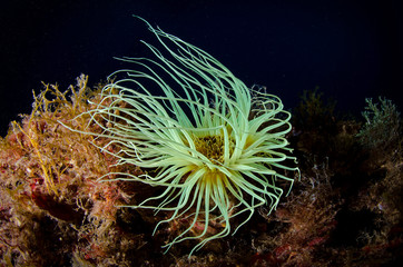 Fototapeta na wymiar anemone cerianthus cerianto