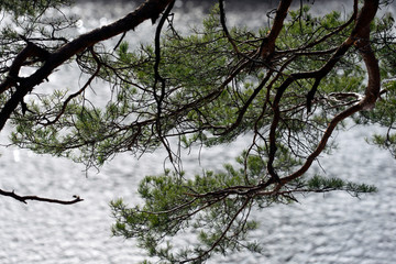 tree in , sweden, stockholm, nacka
