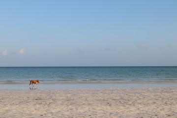 Fototapeta na wymiar perro en la playa