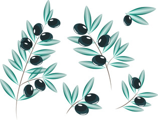 Fototapeta na wymiar olive branch tree olive vector