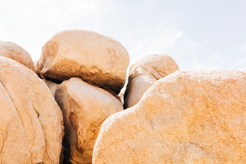 Desert Landscape with Succulents