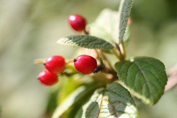 Flowers and plants in the garden