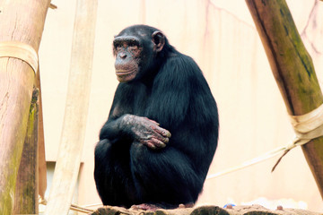 Macaquinho engraçado