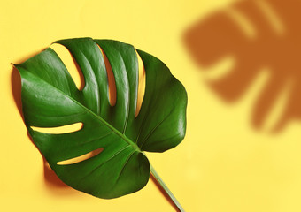 Fototapeta na wymiar Tropical jungle Monstera leaf isolated.