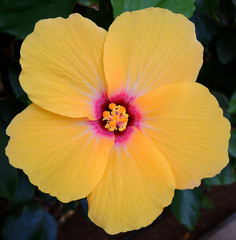 Large pale orange hibiscus flower, centered and cropped.