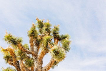 Desert Landscape with Succulents