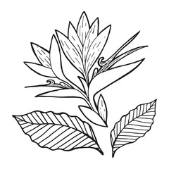 Single hand drawn Strelitzia flower, exotic tropical flower and leaf. In doodle style, black outline isolated on white background. Element for card, social media banner, sticker. Vector illustration