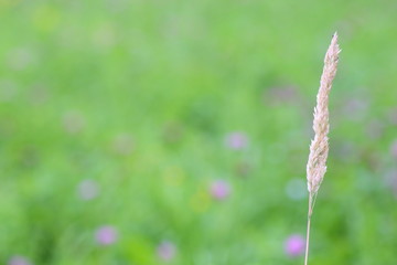 Flowers and plants in the meadow