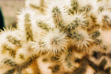 Desert Landscape with Succulents