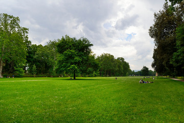 Firenze, Le Cascine park. A nice tree stands alone in a wide green  meadow