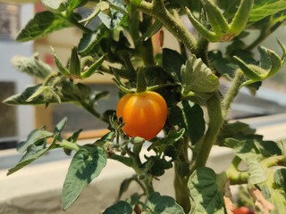 Tomato growing from a shrub