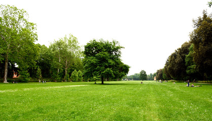 Firenze, Le Cascine park. A nice tree stands alone in a wide green  meadow