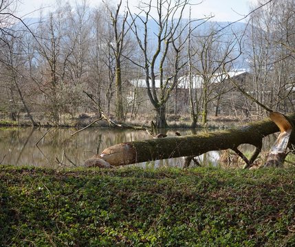 Angenagt Bilder Durchsuchen 183 Archivfotos, und