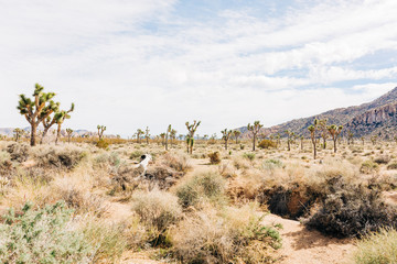 Desert Landscape
