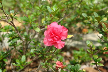red flower in the garden