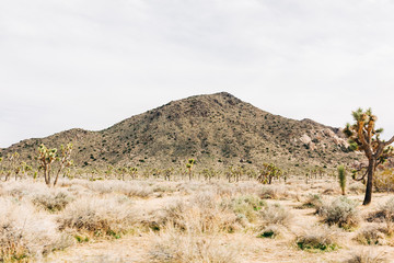 Desert Landscape
