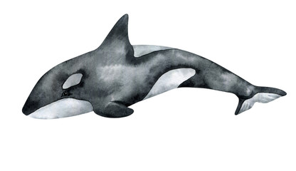 Watercolor killer whale isolated on white background. Hand-painted realistic illustration with underwater grey animal. © Kate K.