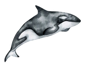 Watercolor killer whale isolated on white background. Hand-painted realistic illustration with underwater grey animal. © Kate K.