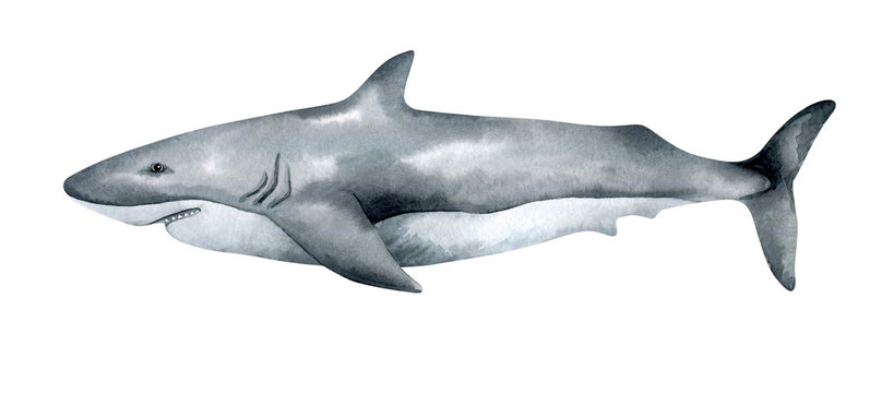 Watercolor white shark isolated on white background. Hand-painted realistic illustration with underwater  grey animal.