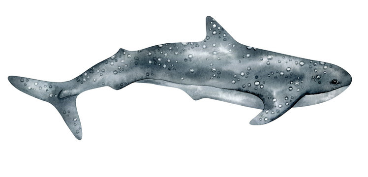 Watercolor whale shark isolated on white background. Hand-painted realistic illustration with underwater  grey animal.