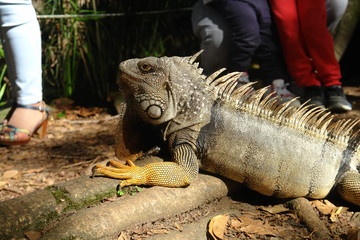 iguana on a branch